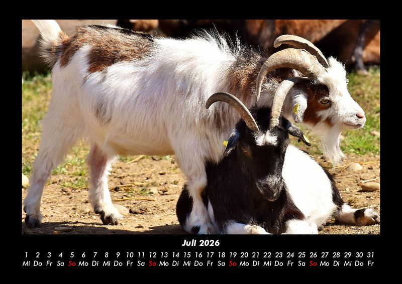 Welt der Tiere Fotokalender 2026 - 7