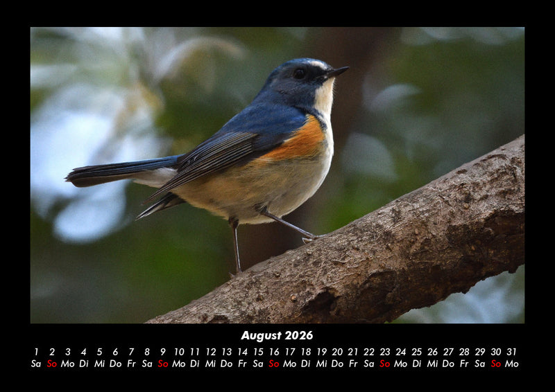Welt der Tiere Fotokalender 2026 - 8