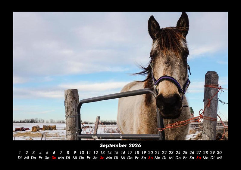 Pferdegeflüster Fotokalender 2026 - 9