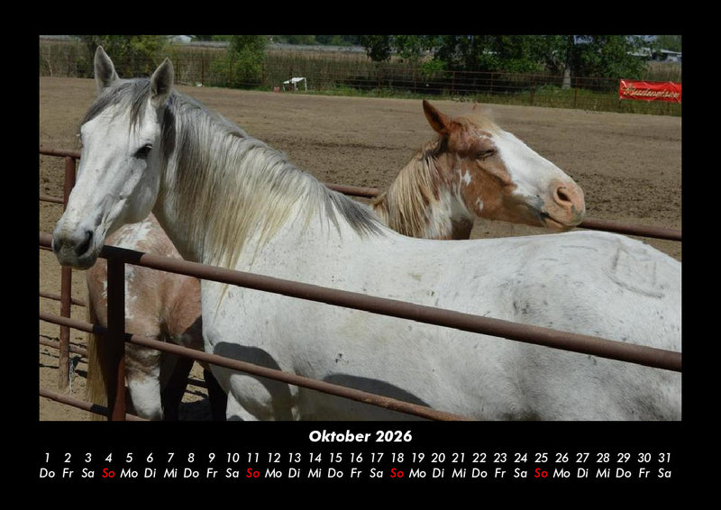 Pferdegeflüster Fotokalender 2026 - 10