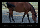 Pferdegeflüster Fotokalender 2026 - 11
