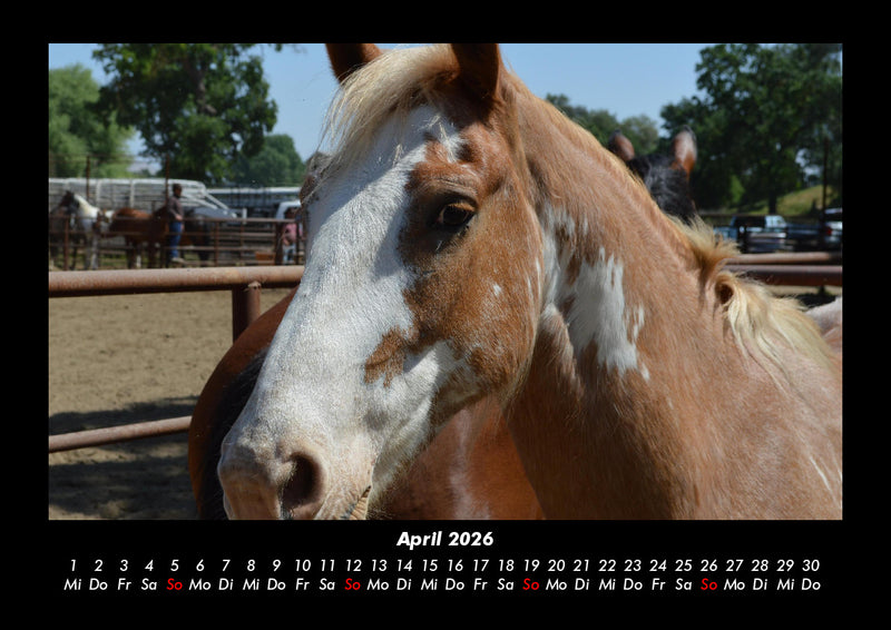 Pferdegeflüster Fotokalender 2026 - 4