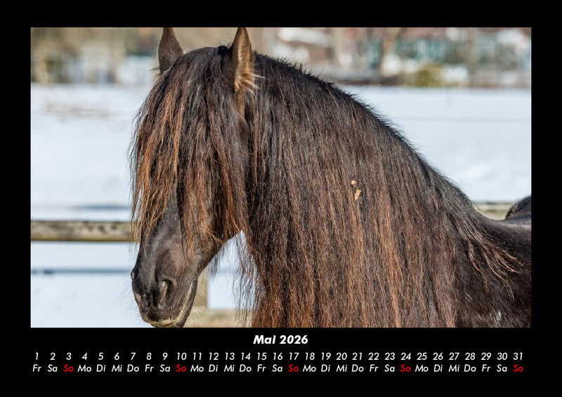Pferdegeflüster Fotokalender 2026 - 5