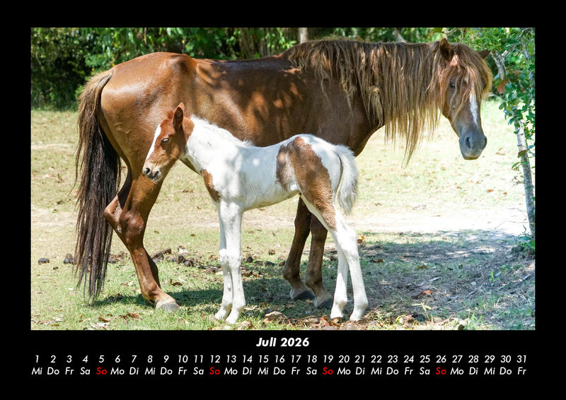 Pferdegeflüster Fotokalender 2026 - 7