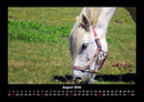 Pferdegeflüster Fotokalender 2026 - 8