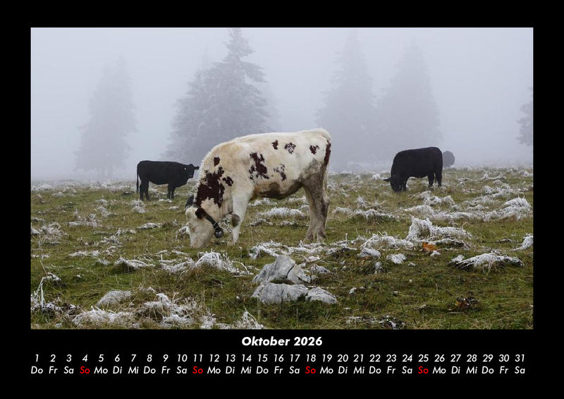 Kuhkalender Fotokalender 2026 - 10