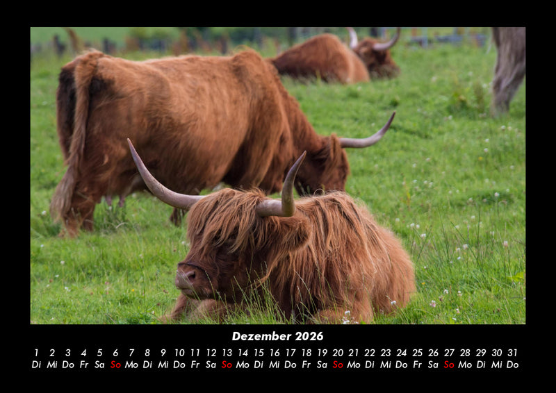 Kuhkalender Fotokalender 2026 - 12