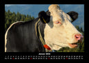 Kuhkalender Fotokalender 2026 - 1