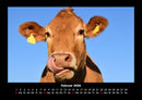 Kuhkalender Fotokalender 2026 - 2