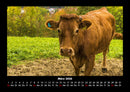 Kuhkalender Fotokalender 2026 - 3