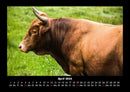 Kuhkalender Fotokalender 2026 - 4