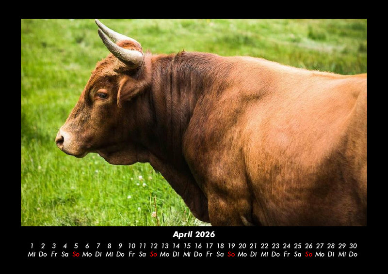 Kuhkalender Fotokalender 2026 - 4