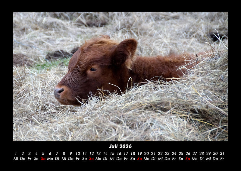 Kuhkalender Fotokalender 2026 - 7