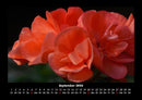 Blumenzauber Fotokalender 2026 - 9
