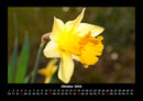 Blumenzauber Fotokalender 2026 - 10