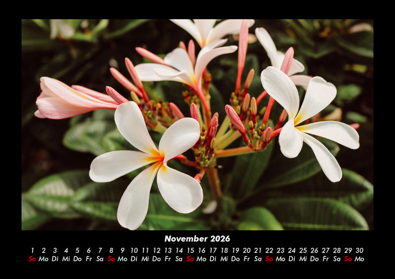 Blumenzauber Fotokalender 2026 - 11