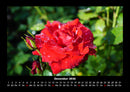Blumenzauber Fotokalender 2026 - 12