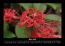 Blumenzauber Fotokalender 2026 - 3
