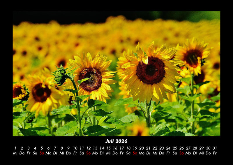Blumenzauber Fotokalender 2026 - 7