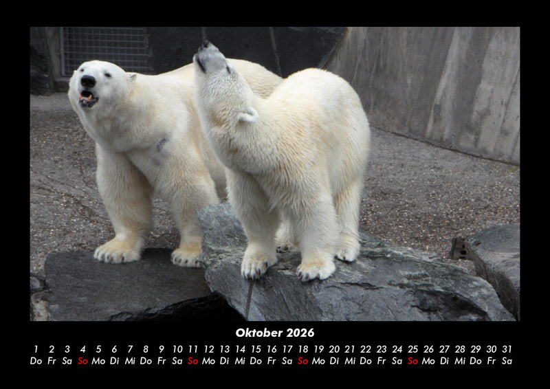 Tiere in der Wildnis Fotokalender 2026 - 10