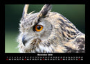 Tiere in der Wildnis Fotokalender 2026 - 11