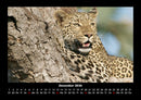 Tiere in der Wildnis Fotokalender 2026 - 12