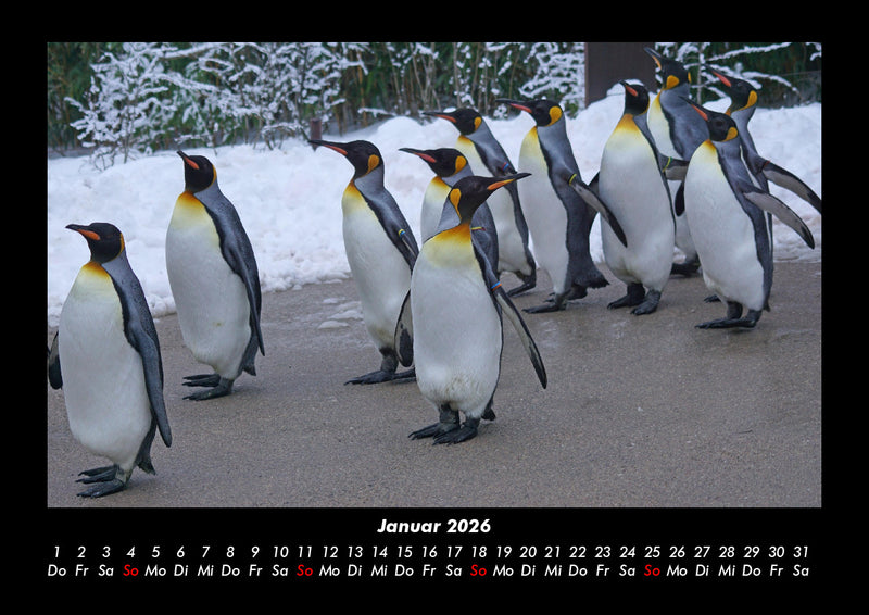 Tiere in der Wildnis Fotokalender 2026 - 1