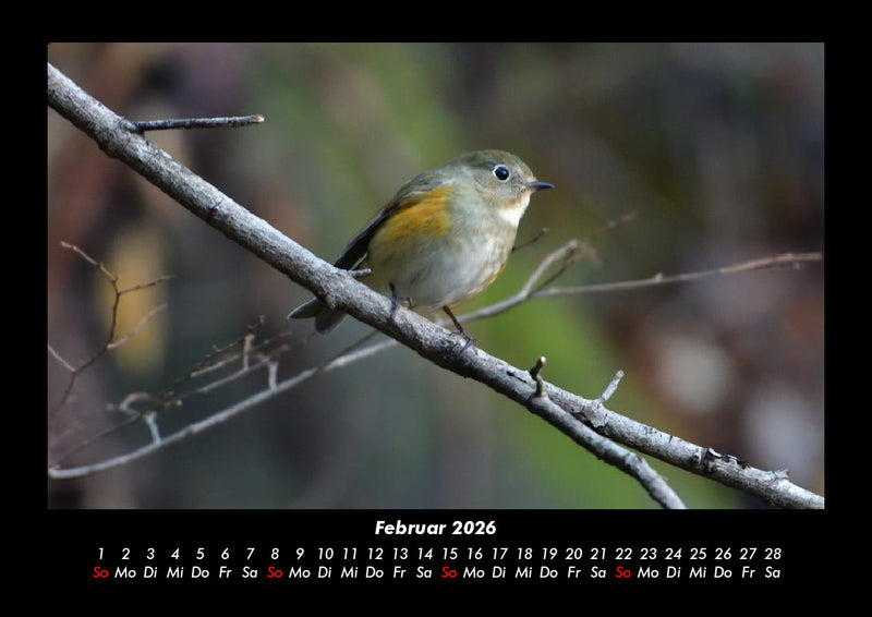 Tiere in der Wildnis Fotokalender 2026 - 2