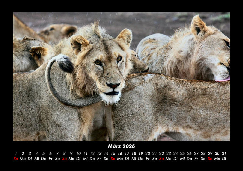 Tiere in der Wildnis Fotokalender 2026 - 3