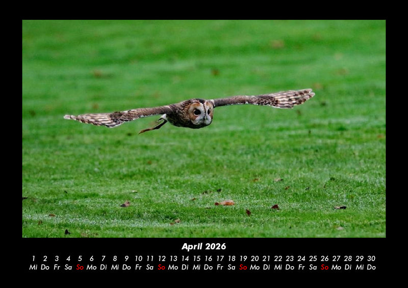 Tiere in der Wildnis Fotokalender 2026 - 4