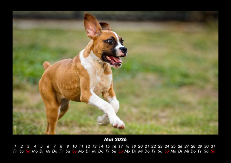 Tiere in der Wildnis Fotokalender 2026 - 5