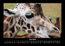 Tiere in der Wildnis Fotokalender 2026 - 6