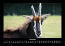 Tiere in der Wildnis Fotokalender 2026 - 7