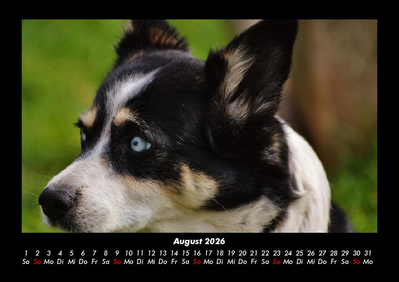 Tiere in der Wildnis Fotokalender 2026 - 8