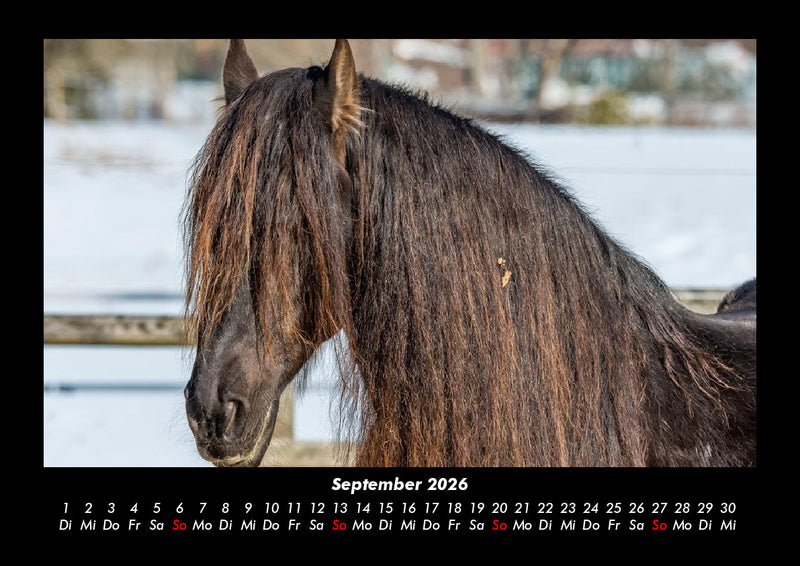 Pferde Kalender Fotokalender 2026 - 9