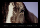 Pferde Kalender Fotokalender 2026 - 11