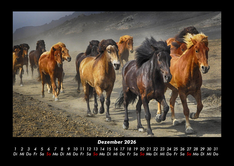 Pferde Kalender Fotokalender 2026 - 12