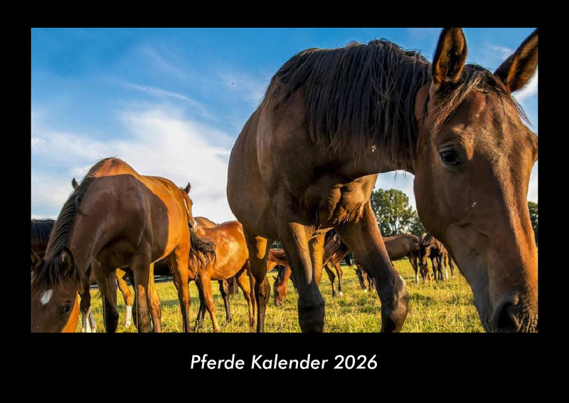 Pferde Kalender Fotokalender 2026 - Hauptbild