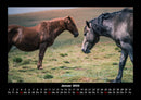 Pferde Kalender Fotokalender 2026 - 1