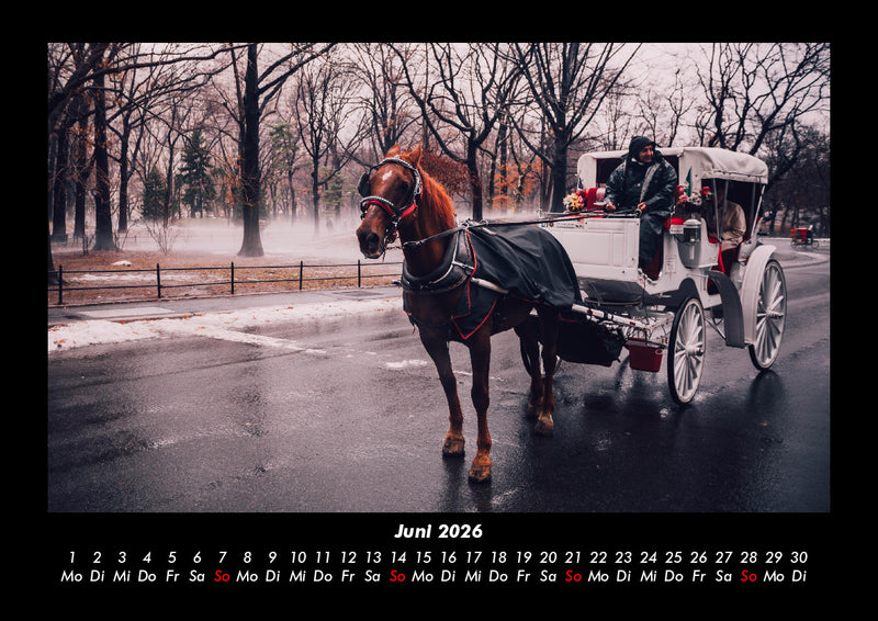 Pferde Kalender Fotokalender 2026 - 6