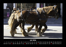 Pferde Kalender Fotokalender 2026 - 7