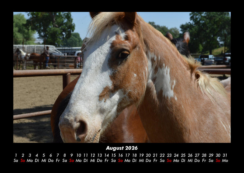 Pferde Kalender Fotokalender 2026 - 8