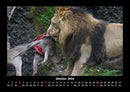Löwen in der Wildnis Fotokalender 2026 - 10