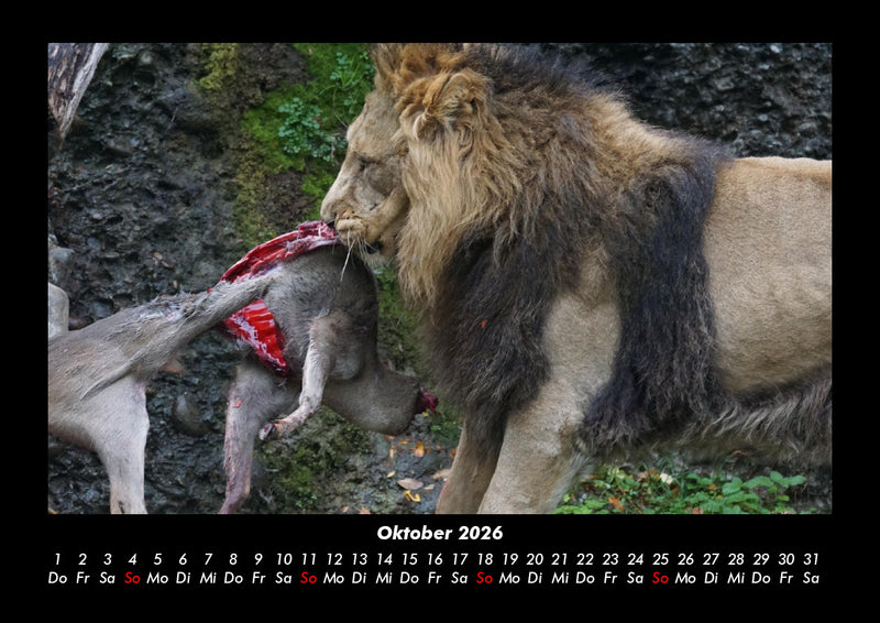 Löwen in der Wildnis Fotokalender 2026 - 10
