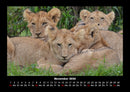 Löwen in der Wildnis Fotokalender 2026 - 11