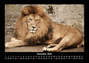 Löwen in der Wildnis Fotokalender 2026 - 12