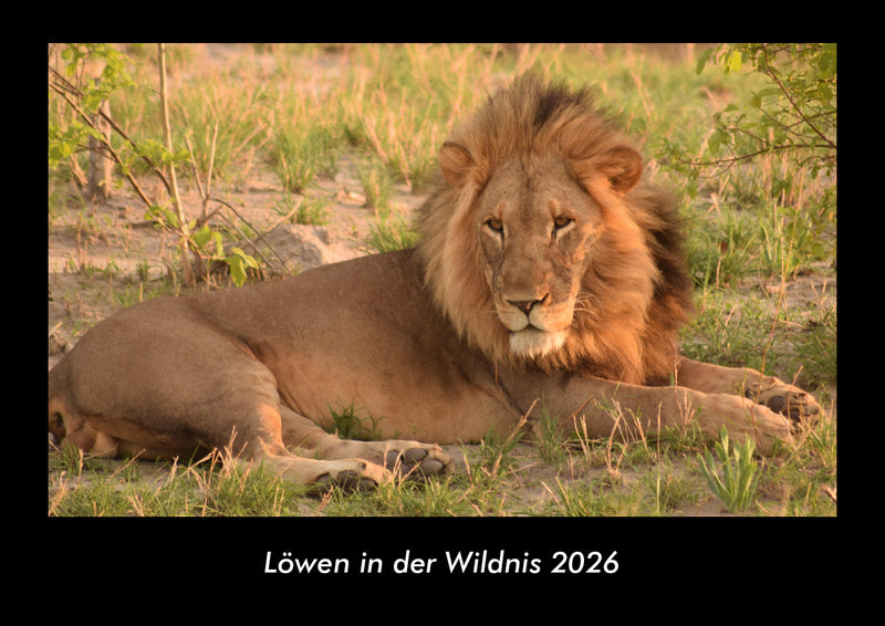 Löwen in der Wildnis Fotokalender 2026 - Hauptbild