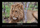 Löwen in der Wildnis Fotokalender 2026 - 1