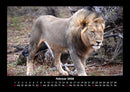 Löwen in der Wildnis Fotokalender 2026 - 2