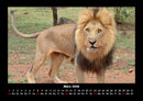 Löwen in der Wildnis Fotokalender 2026 - 3